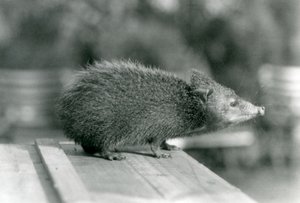 1929