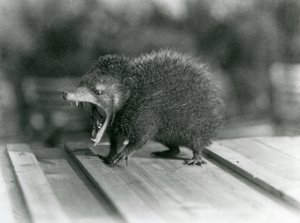 Ağzı açık, geniş ağzını ve keskin dişlerini gösteren bir Tenrec, Londra Hayvanat Bahçesi by Frederick William Bond