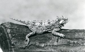 A Texas Horned Lizard/ Horntoad/Horned Toad/Horny Toad resting on a log at London Zoo in August 1928 (b/w photo) by Frederick William Bond