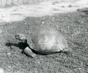 1926