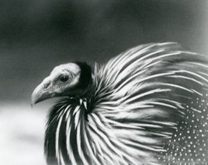 1927