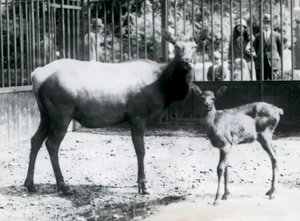 Londra Hayvanat Bahçesi, barların arasından bakan ziyaretçilerin bulunduğu padoklarında geyik yavrusuyla bir Wapiti/Elk by Frederick William Bond