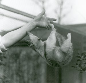 Genç Yakalı Tamandua, bekçinin koluna tutunmak için uzanırken kavrayıcı kuyruğuyla bakıcısının parmaklarına asılı, Londra Hayvanat Bahçesi, Nisan 1925 by Frederick William Bond