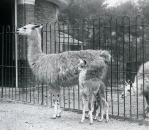 1926 Londra Hayvanat Bahçesi