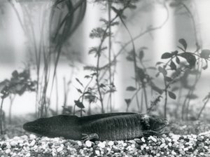 1928