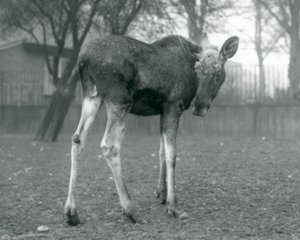 Yakın zamanda dökülen boynuzlarının yaraları olan bir boğa ElkMoose, Ocak 1926
