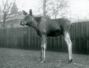 Yakın zamanda dökülen boynuzlarının yaraları olan bir boğa ElkMoose, Ocak 1926