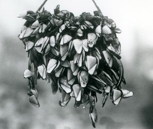 Pelagic Gooseneck Smooth Gooseneck Barnacles yığını bir ip üzerinde sudan asılı, Londra Hayvanat Bahçesi, Mart 1925 by Frederick William Bond