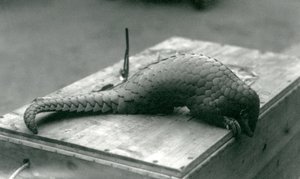 Üzerinde oturduğu tahta sandığın kenarından aşağı bakan, kritik derecede nesli tükenmekte olan bir Çin Pangolini, Londra Hayvanat Bahçesi, Temmuz 1925 by Frederick William Bond