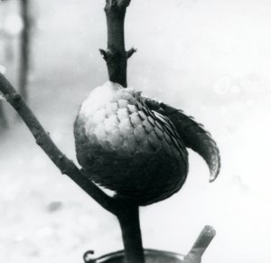 Dikey bir dalın etrafında kıvrılmış, kritik derecede nesli tükenmekte olan bir Çin Pangolini, Londra Hayvanat Bahçesi, Temmuz 1925 by Frederick William Bond