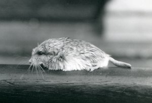 Şişman kuyruklu / duprasi gerbil, Londra Hayvanat Bahçesi, Temmuz 1925 (s/b fotoğraf) by Frederick William Bond