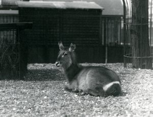 Bir dişi Waterbuck, Kobus ellipsprymnus, Londra Hayvanat Bahçesi