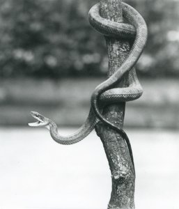 Ağzı açık bir Texas Rat Snake, Ağustos 1928
