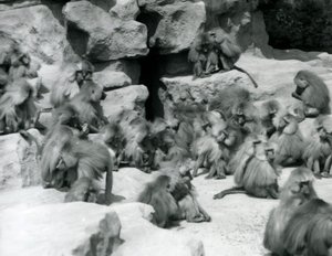 Muhafazalarında kayaların üzerinde oturan bir grup veya Kutsal Babun grubu, Londra Hayvanat Bahçesi, Temmuz 1925 by Frederick William Bond