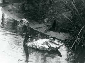 Bir melez kuğu, Mute x Black, 1927
