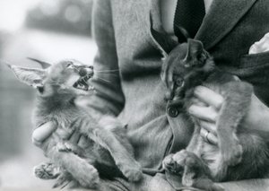 Kucağında bir çift Caracal kedisi tutan bir bekçi, Londra Hayvanat Bahçesi, 1924 by Frederick William Bond
