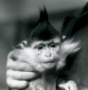 Bir kaleci elinde Çiller, bir Kara Tepeli veya Kongo Mangabey, Londra Hayvanat Bahçesi, 1924 by Frederick William Bond