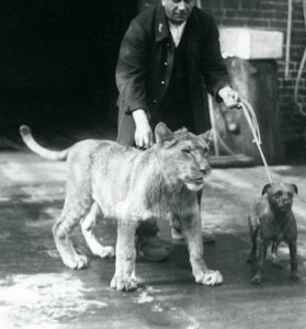 Bir köpek ve genç aslanı yürüyüşe çıkaran bir bekçi, Londra Hayvanat Bahçesi, Ağustos 1925 (s/b fotoğraf) by Frederick William Bond