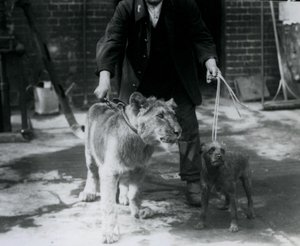 Bir kaleci, İrlandalı bir Terrier ve genç bir Aslanı yürüyüşe çıkarıyor, Londra Hayvanat Bahçesi, Eylül 1925 by Frederick William Bond
