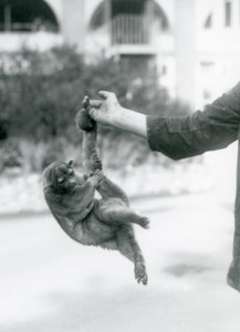 Bir kinkajou, kavrayıcı kuyruğuyla koruyucunun parmağına asılmış, Londra Hayvanat Bahçesi, Eylül 1925 by Frederick William Bond