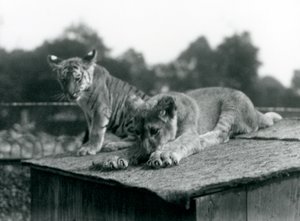Bir aslan ve kaplan yavrusu, inlerinin çatısında yan yana oturuyorlar, Londra Hayvanat Bahçesi, Eylül 1925 (s/b fotoğraf) by Frederick William Bond