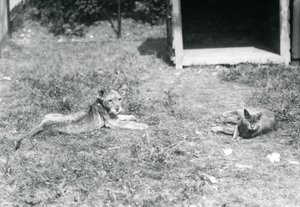 Bir aslan yavrusu, bir çimenlikte, açık bir tahta sandık yakınında, evcil bir kediyle birlikte, Londra Hayvanat Bahçesi, Temmuz 1925 by Frederick William Bond