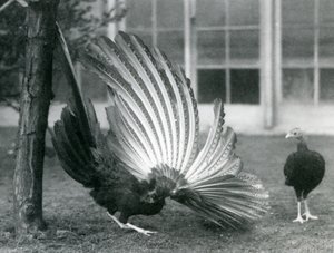 Bir erkek Argus Sülün veya Büyük Argus, kanat ve kuyruk tüylerini sergiliyor, önünde bir dişi dururken, Londra Hayvanat Bahçesi, Ocak 1926 by Frederick William Bond