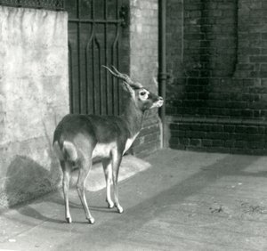 Haziran 1925