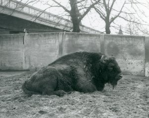 Padokunda çimenlerin üzerinde yatan bir erkek Avrupa Bizonu, Londra Hayvanat Bahçesi, 1927 by Frederick William Bond