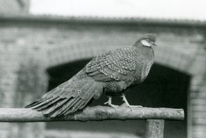 1931