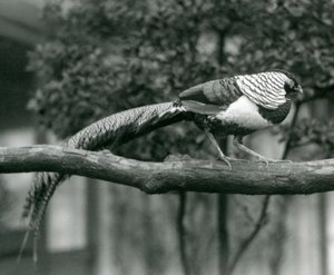 1926