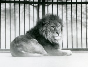 Mart 1925