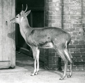 Bir erkek SouthernCommon Reedbuck veya Reitbok antilop evinin kapısında duruyor, Londra Hayvanat Bahçesi, 6 Ekim 1927 by Frederick William Bond