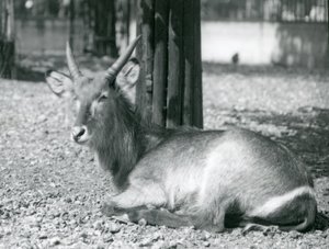 Bir erkek Waterbuck, Kobus ellipsprymnus, Londra Hayvanat Bahçesi