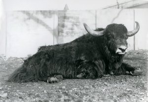 Ağustos 1928