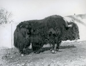 1928