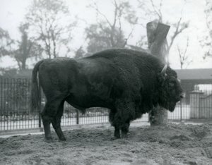 Onun padokunda çimenlerin üzerinde duran bir erkek boğa Avrupa Bizonu. Londra Hayvanat Bahçesi, Ekim 1927. Savunmasız Avrupa Bizonu, Wisent veya Avrupa Ahşap Bizonu olarak da bilinir. by Frederick William Bond