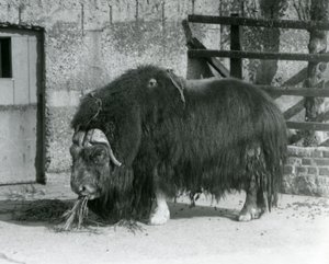 Olgun bir boğa Muskox, aynı zamanda Misk öküzü ve Misk-öküzünün ayakta durduğunu, 1931