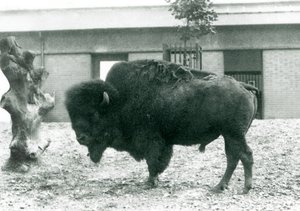 Neredeyse tehdit altında olan bir Amerikan Bizon Buffalo boğası, padokunda duruyor, Londra Hayvanat Bahçesi, 1927 by Frederick William Bond
