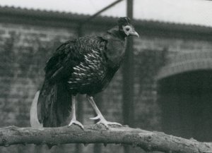 Bir dalda duran neredeyse tehdit altındaki Viellots fireback veya Crested fireback, Londra Hayvanat Bahçesi, 1927 by Frederick William Bond