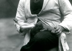 Yeni doğmuş bir Aslan yavrusu, bakıcısı tarafından biberonla besleniyor, Londra Hayvanat Bahçesi, 1923 by Frederick William Bond