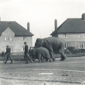 Tilbury'den ZSL Whipsnade'e yürüyen bir çift Hint fili by Frederick William Bond