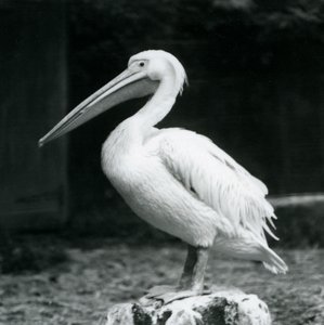 Eylül 1925