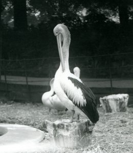 Eylül 1925