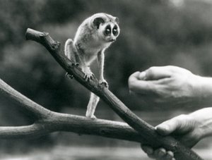 Bir bekçi tarafından tutulan bir dalda duran ince bir loris, Londra Hayvanat Bahçesi, Ağustos 1926 by Frederick William Bond
