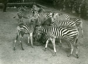 1923