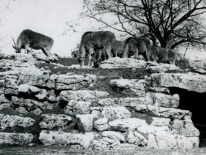 Haziran 1925