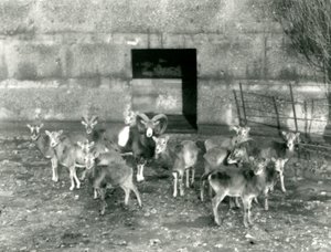 Kasım 1926