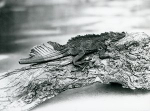 Kuyruğu hasarlı, savunmasız bir Sailfin Kertenkelesi, 1929