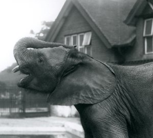 Gövdesini alnına kaldırmış genç bir Afrika Fili, Londra Hayvanat Bahçesi, Ağustos 1925